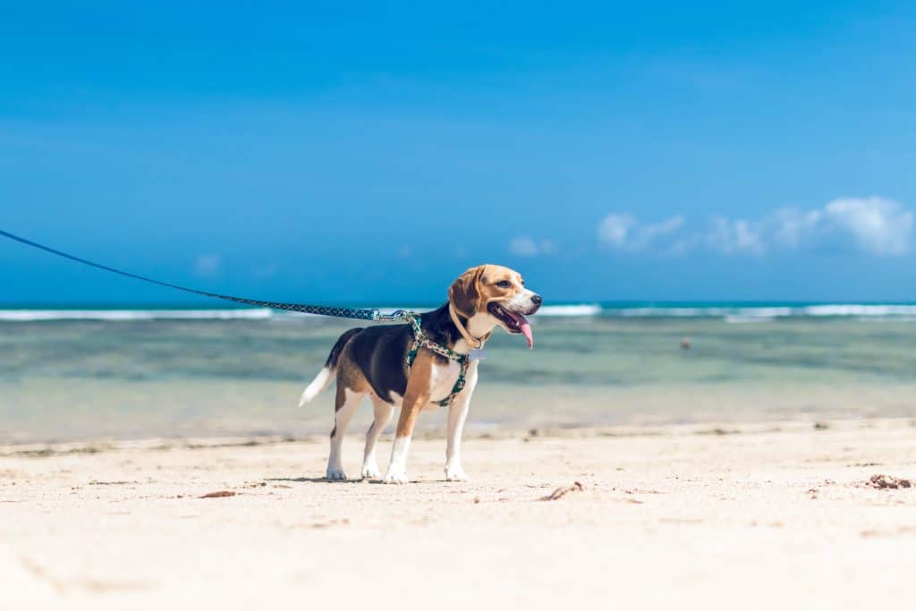 Active Family Dogs with High-energy - beagles