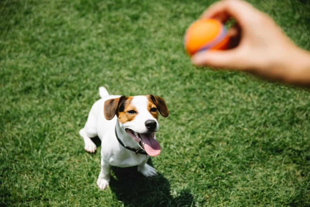 Active Family Dogs with High-energy - russell terrier