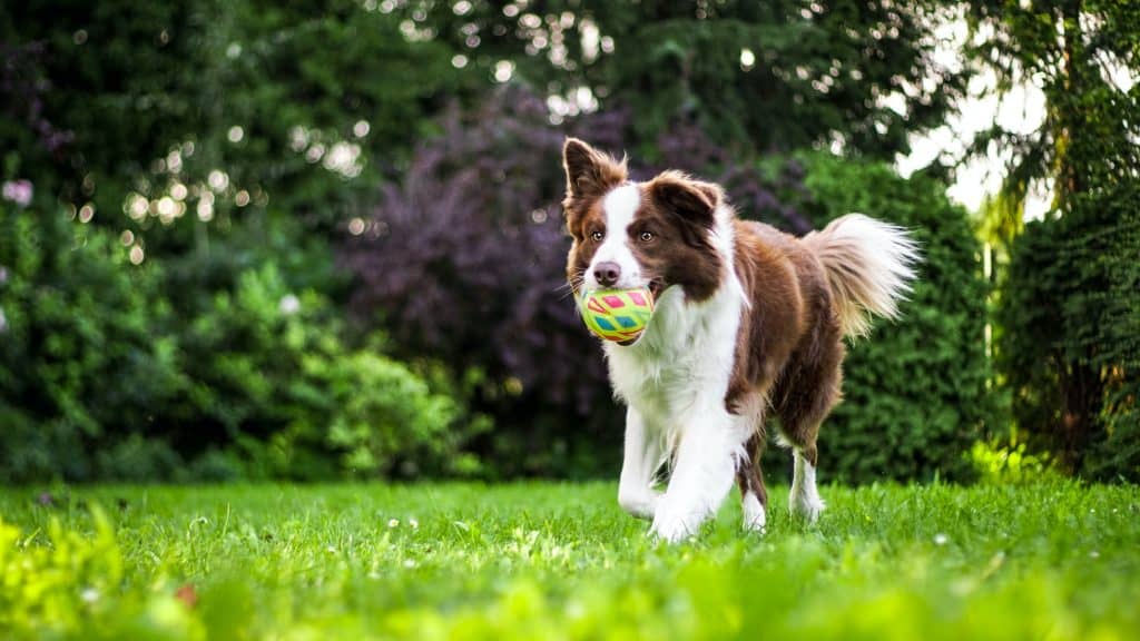 Active Family Dogs with high-energy Border Collie