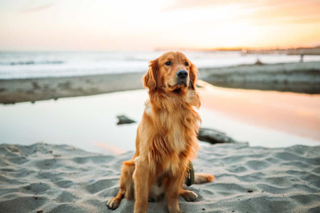 Active Family Dogs with high-energy golden retriever 