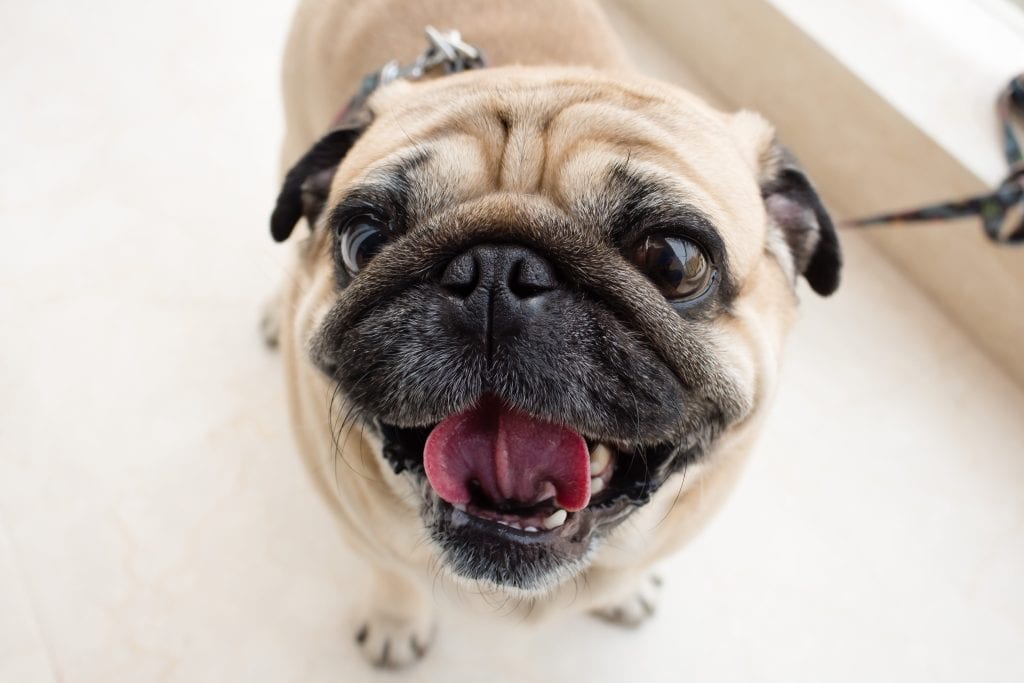 Dogs for Mental Health_ Pugs as emotional support animals