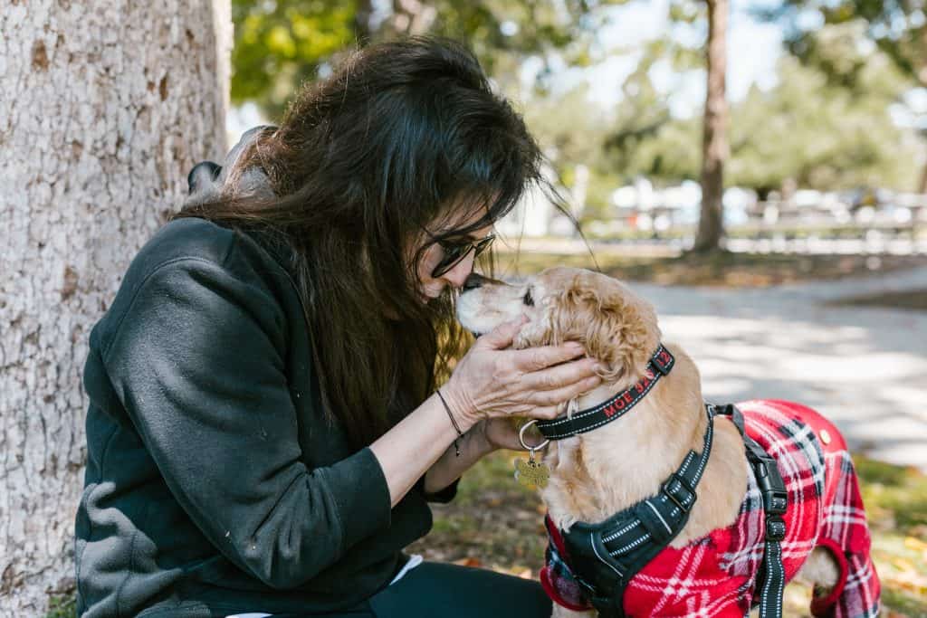 Best Therapy and Emotional Support Dogs_ Cocker Spaniel