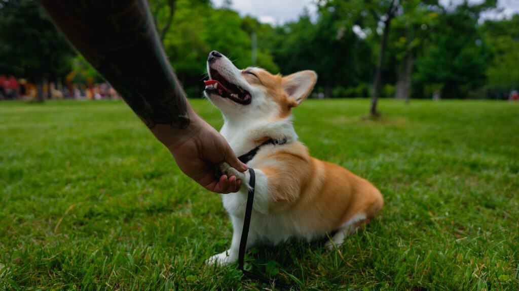 Best Therapy and Emotional Support Dogs_ Corgi