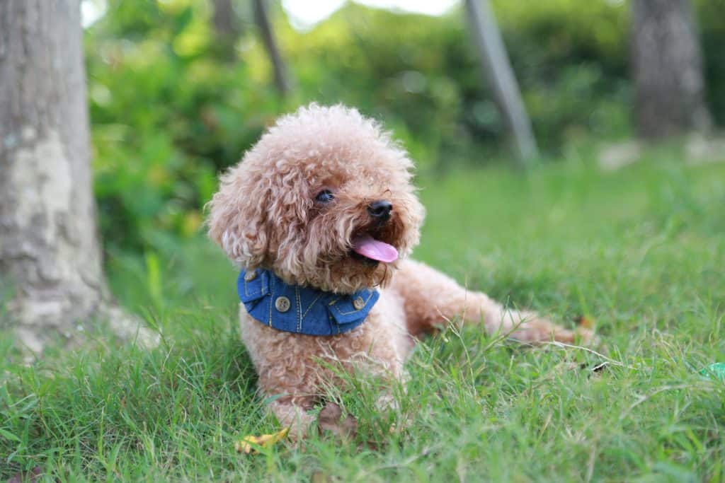 Therapy Dogs and Emotional Support Animals - Poodles