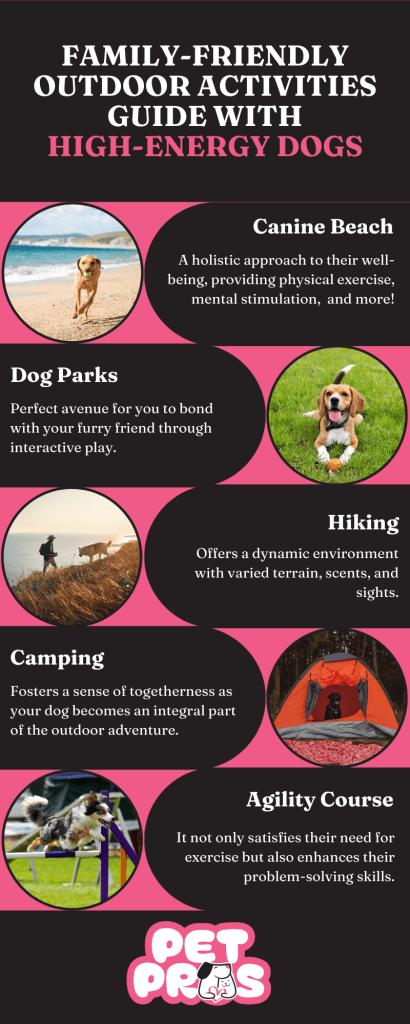 Family-friendly outdoor activities guide with High-Energy dogs