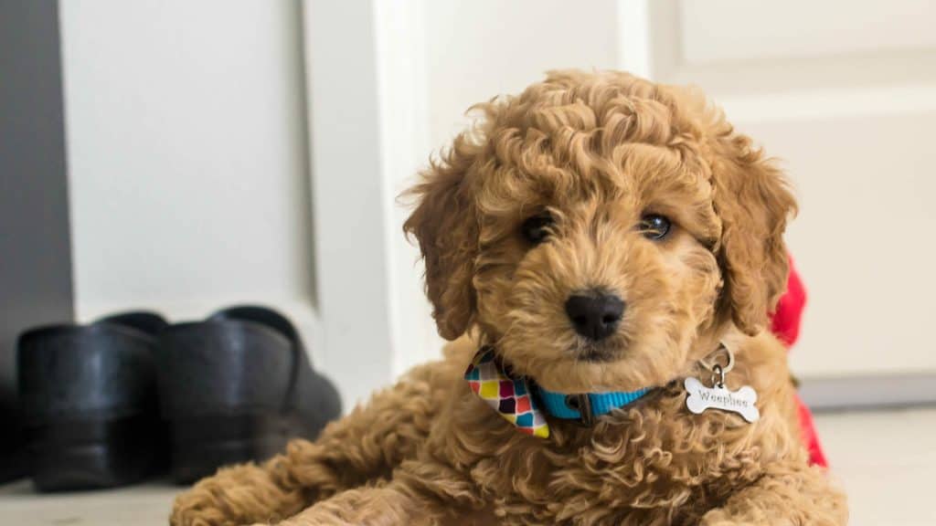 Best Emotional Support and Therapy Dogs_Golden Doodles
