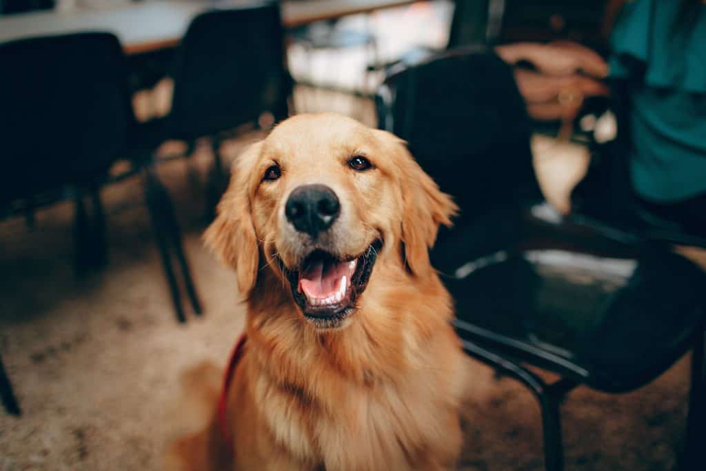 Autism-Friendly and Therapy Dogs for Children_Golden Retriever