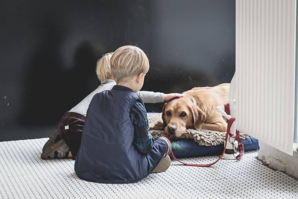Autism-Friendly and Therapy Dogs for Children_Labrador Retriever