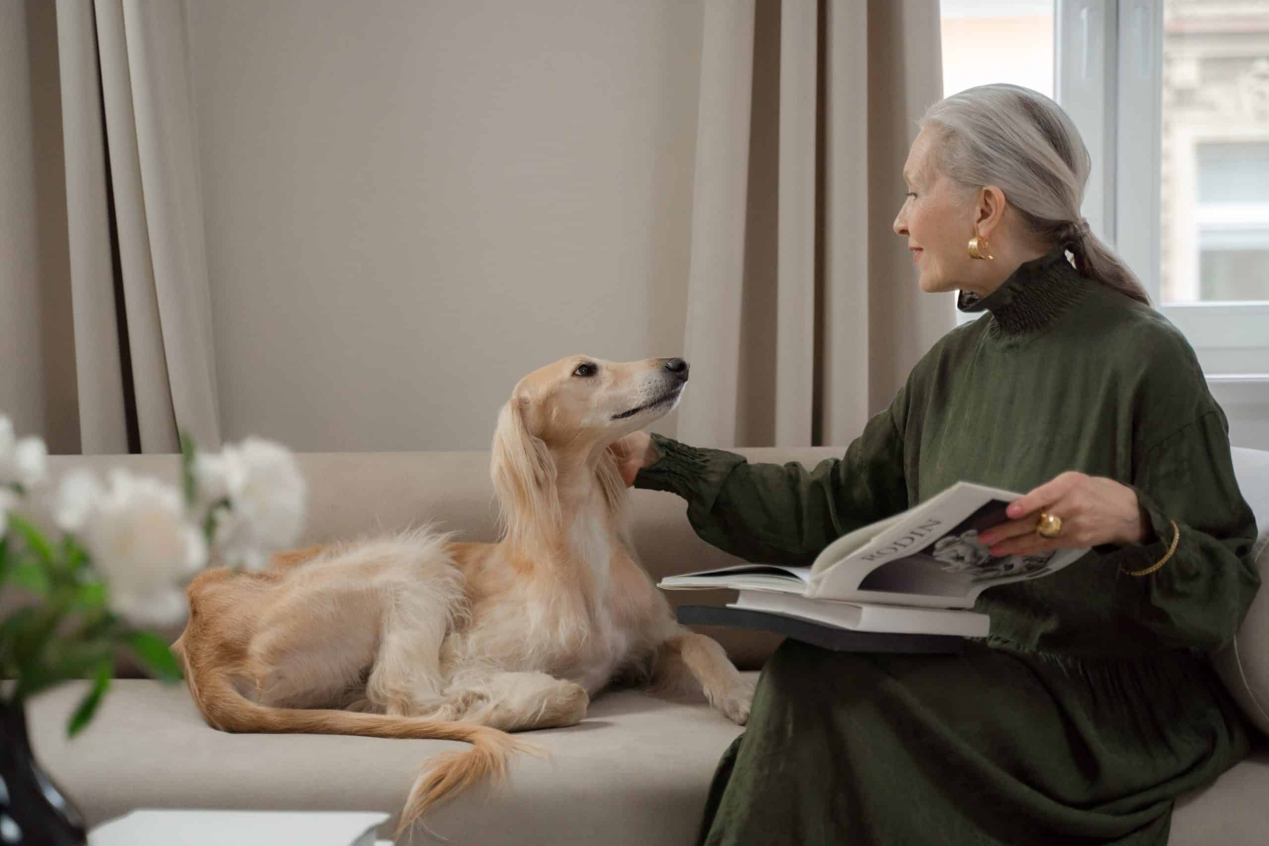 best dogs for seniors - friendly and low energy dog breeds