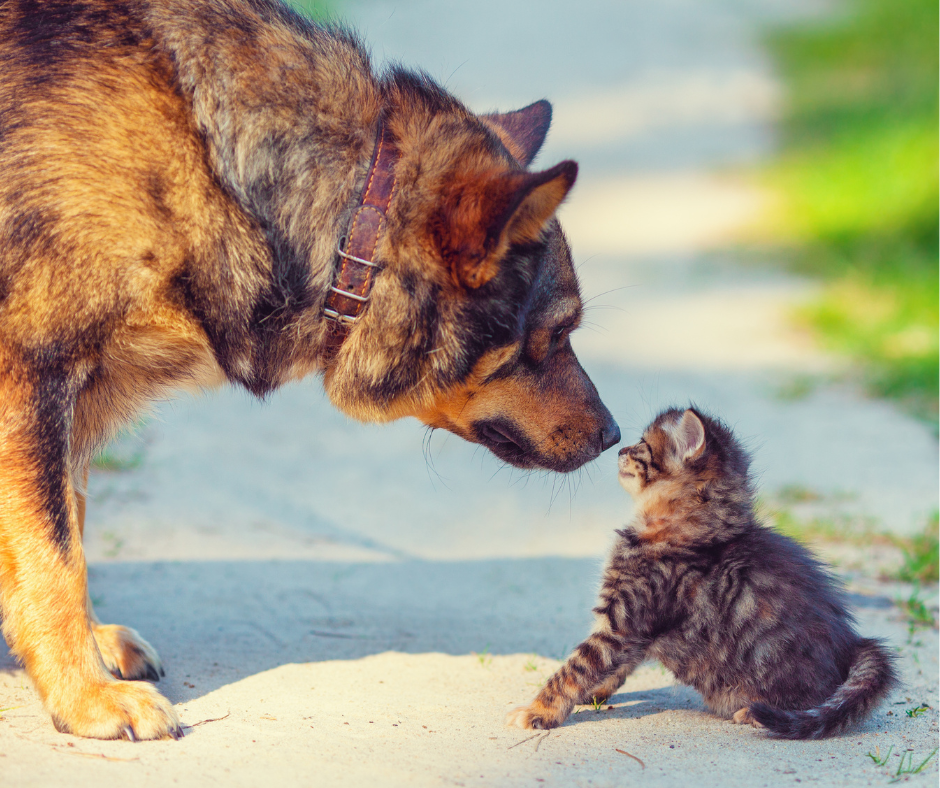 5 Important Steps to Introducing a Dog and a Cat