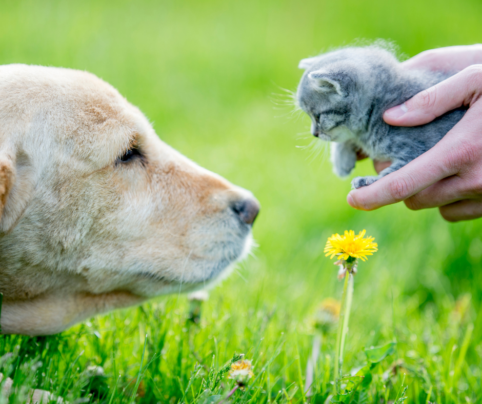 FAQs About Introducing Cats and Dogs
