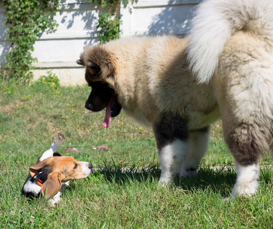 FAQs on Introducing a Puppy to a Dominant Dog