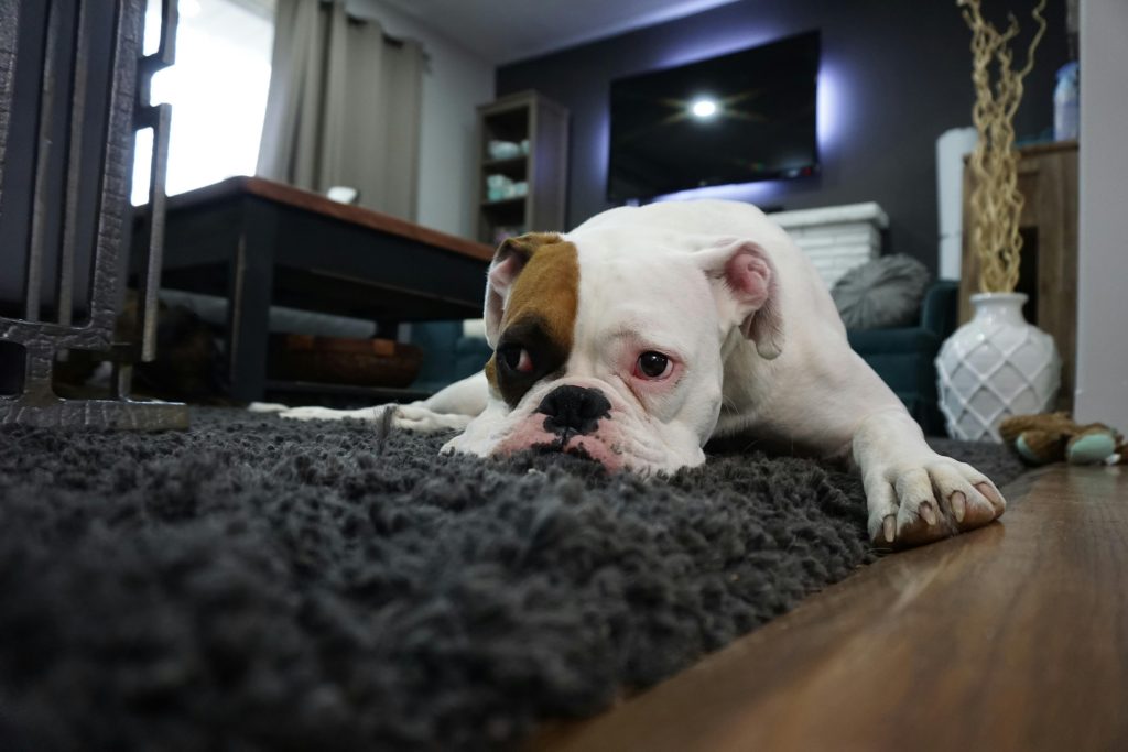 French or English Bulldogs - low maintenance dogs for first time owners