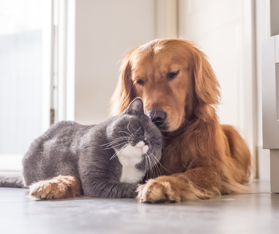 Get to Know Your Dog and Cat's Personalities