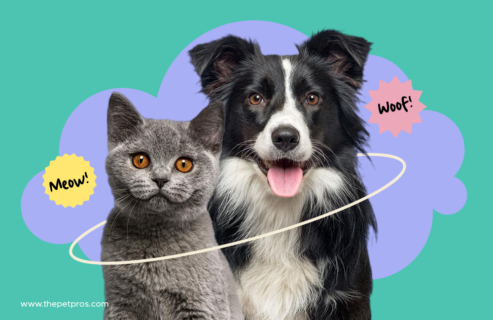 How to introduce a cat or kitten and a dog