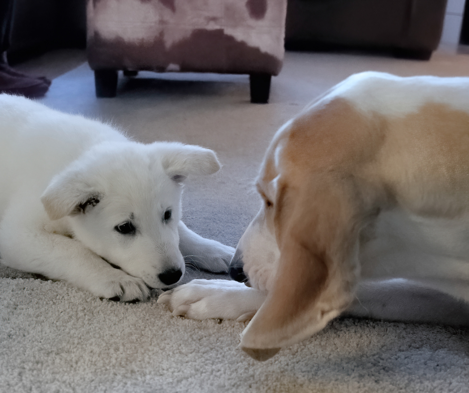 How to Introduce a Puppy to a Dominant Dog