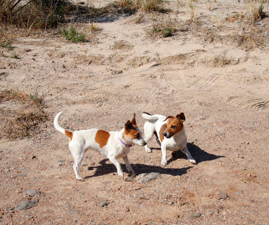Tips & Strategies to Successfully Introduce a New Puppy to a Dominant Dog 