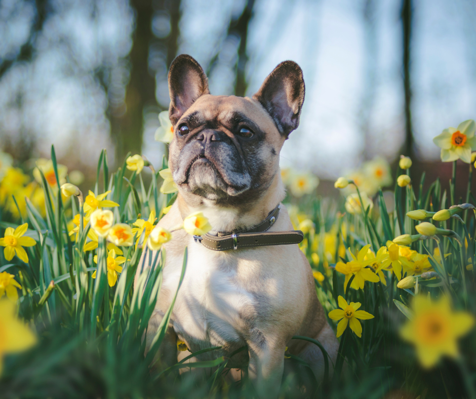 small apartment dogs