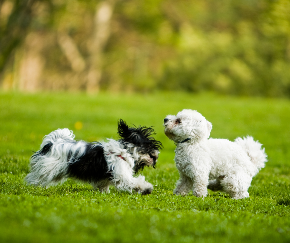 Myths About Small Low Maintenance Dogs