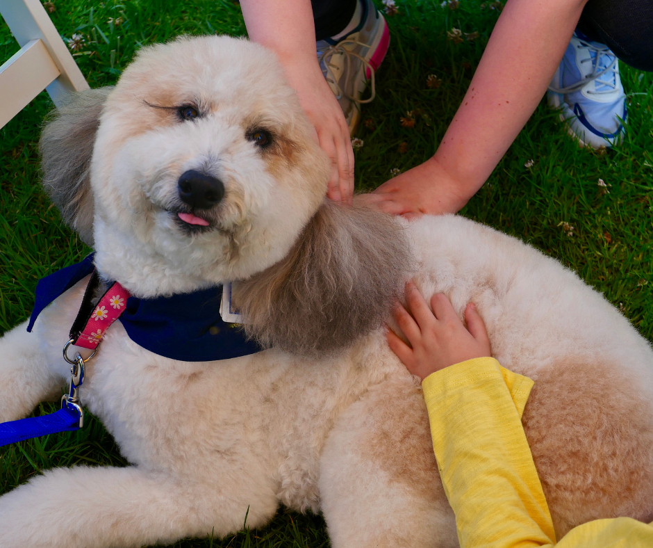 Things to Know Before Getting A Therapy Dog For Depression