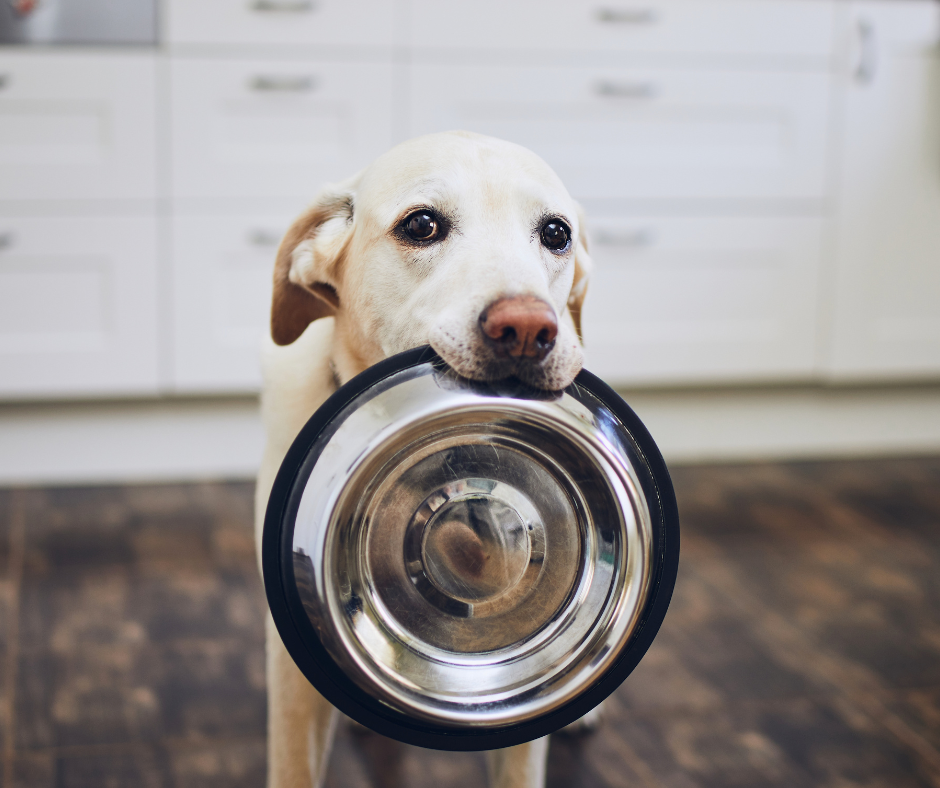 Latest trends in dog food