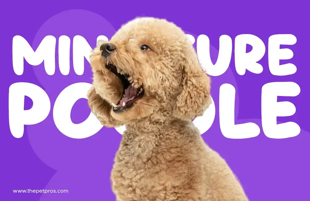 miniature poodle