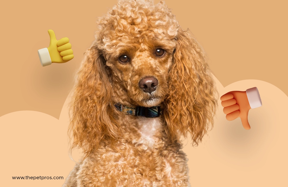 reasons you should use not get a standard poodle