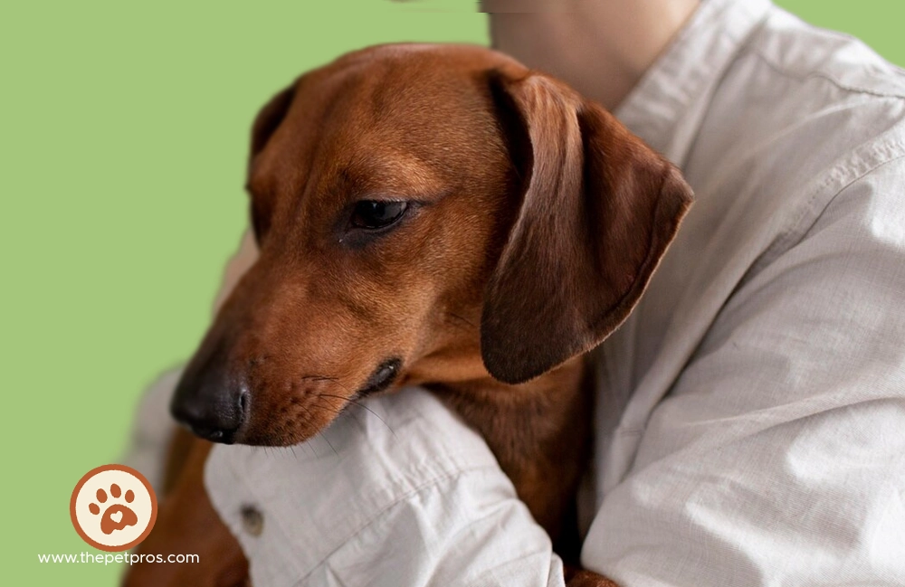 Gave dog a double dose of carprofen