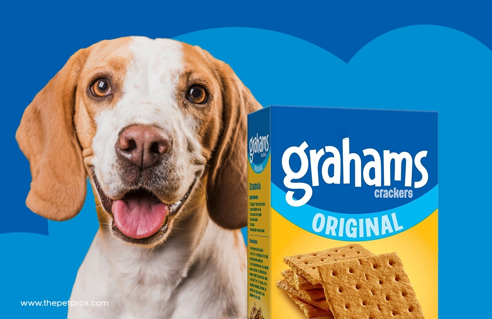 Can Dogs Eat Graham Crackers